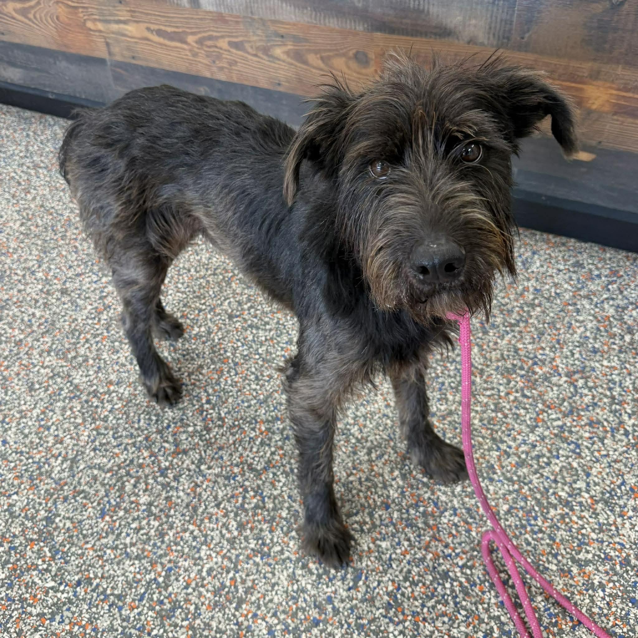 Cosmo, ADOPTABLE, Young Male Schnauzer.