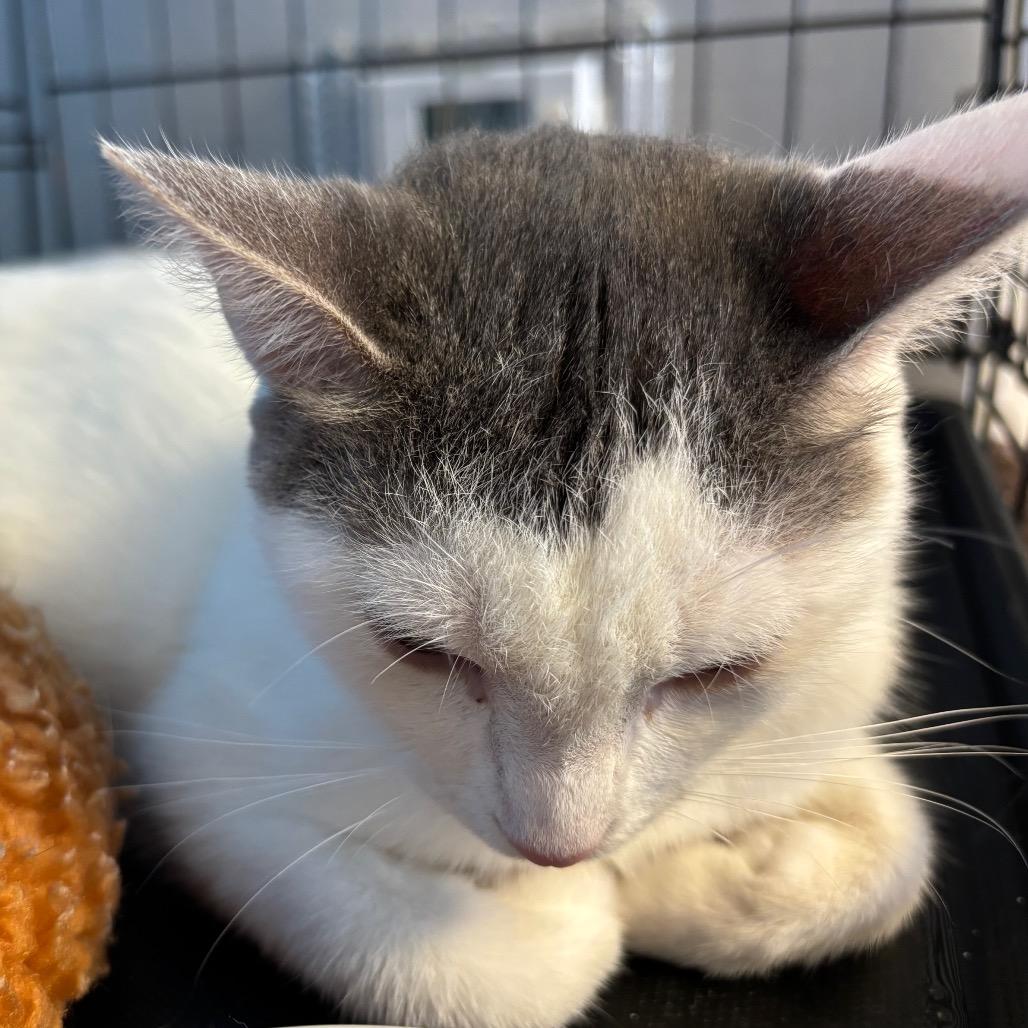 Layla, Adoptable, Young Female Domestic Short Hair.