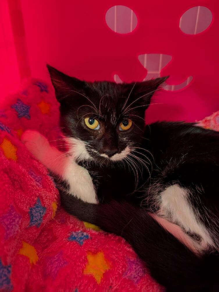 Alvina, Adoptable, Kitten Female Domestic Short Hair.