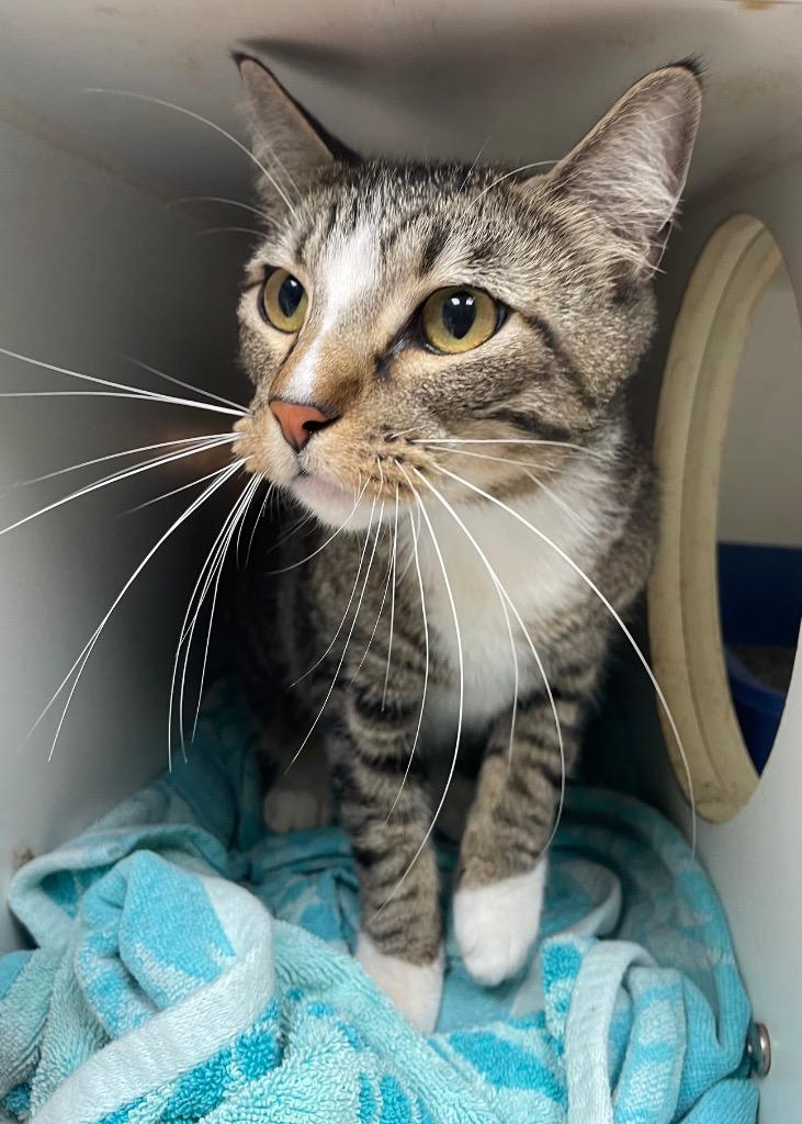 Enlarge Leo, a Adoptable mixed breed in Fort Worth, TX image 1/1
