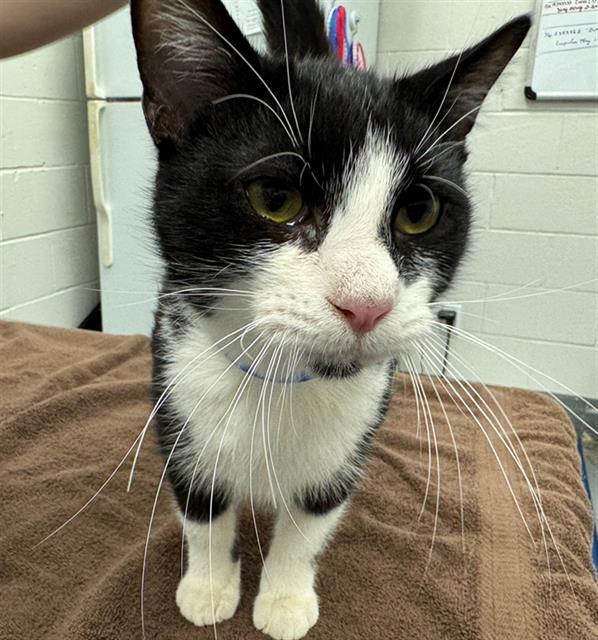 Enlarge CALLAHAN, a Adoptable Domestic Short Hair in Peoria, IL image 1/1