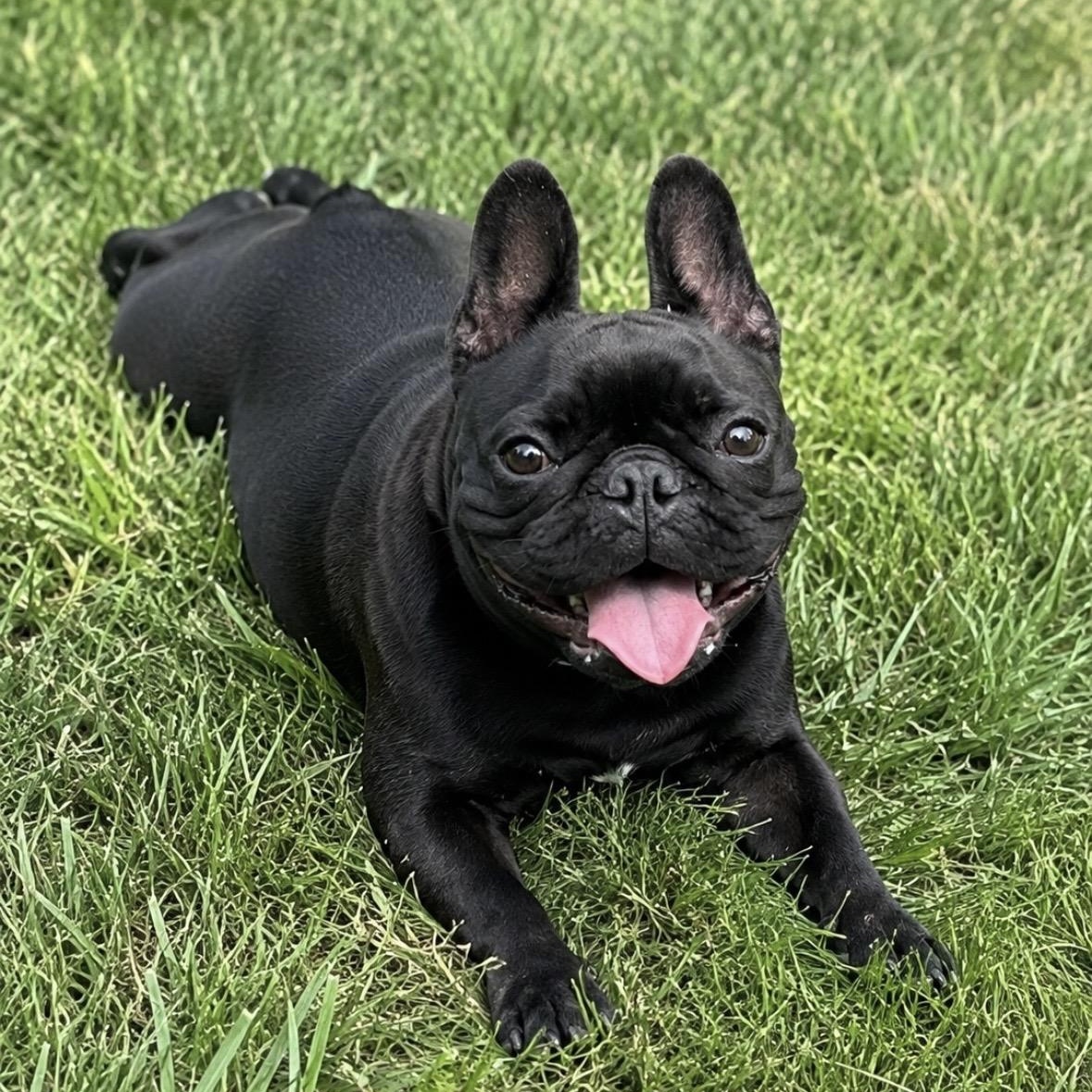 Tilly, adopted, Adult Female French Bulldog.