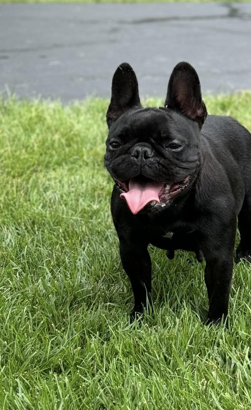 Enlarge Tilly, an adopted French Bulldog in Mount Prospect, IL image 2/2