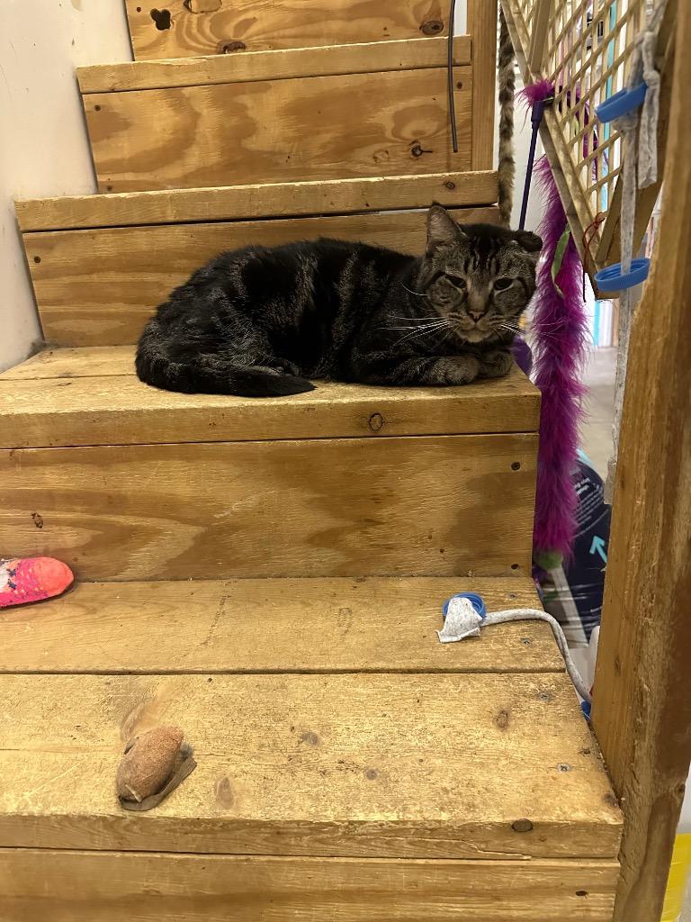 Rudolph, Adoptable, Adult Male Domestic Short Hair.