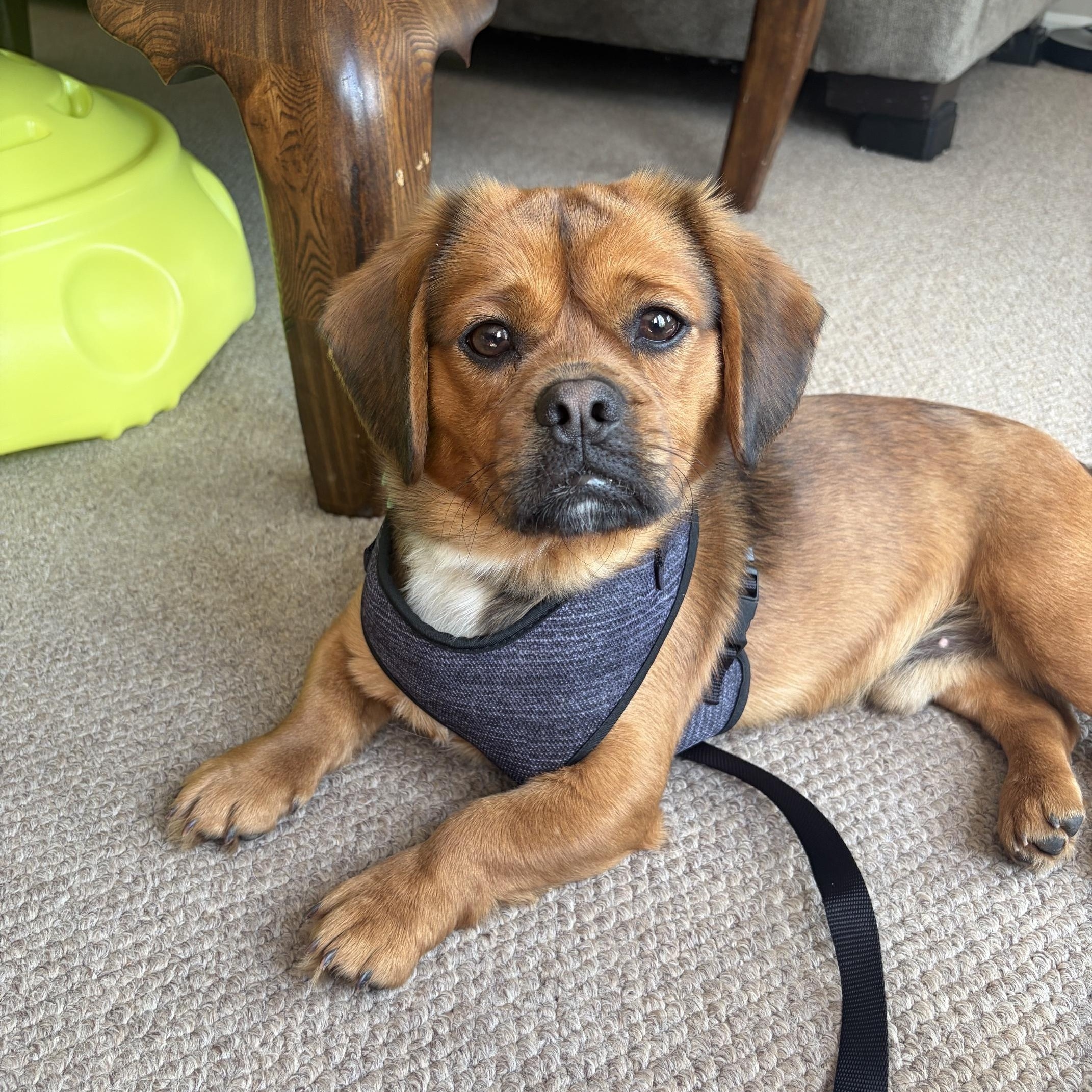 Enlarge Sausage, an adopted mixed breed in Lombard, IL image 4/5
