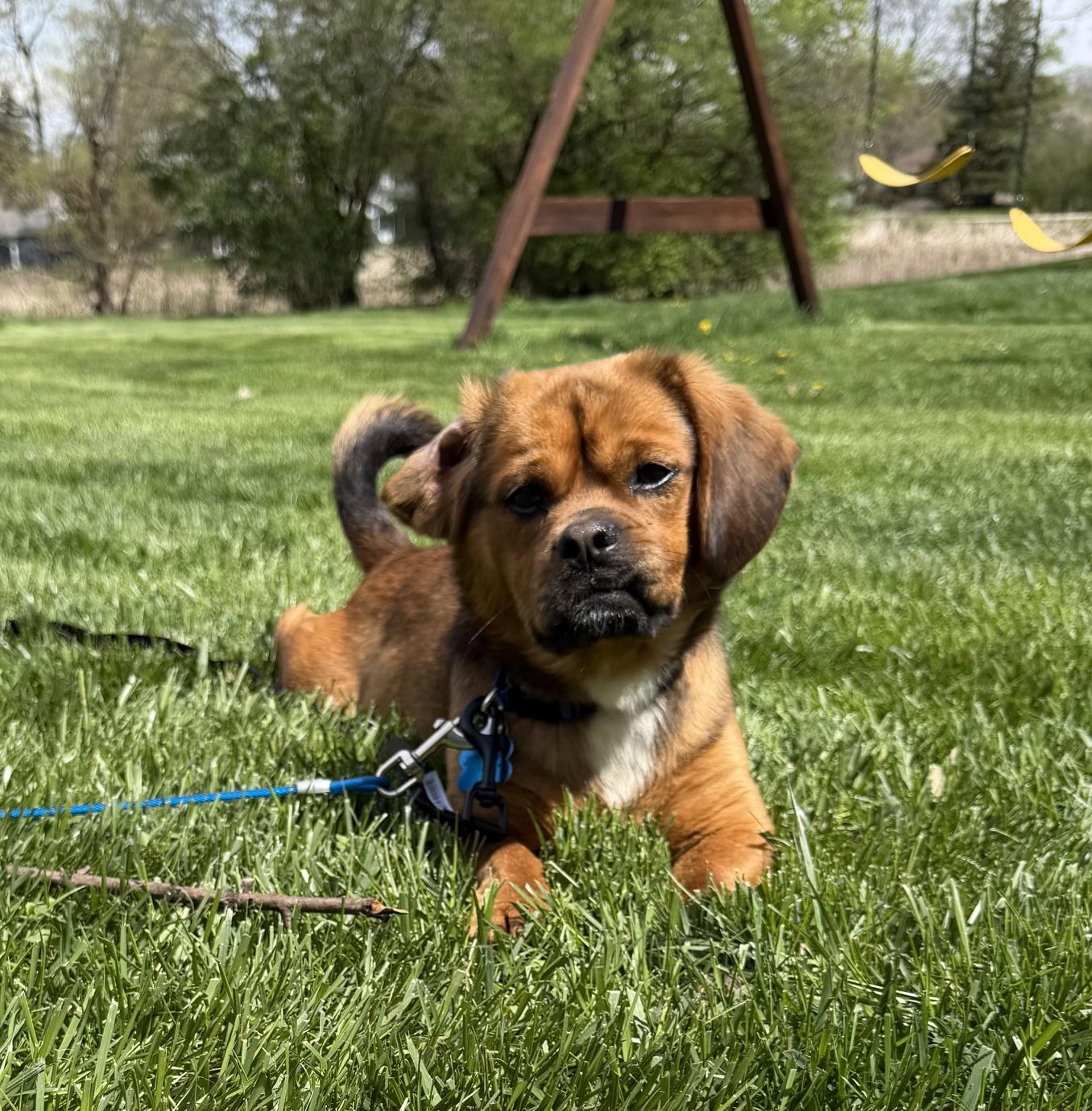 Sausage, adopted, Adult Male Puggle.