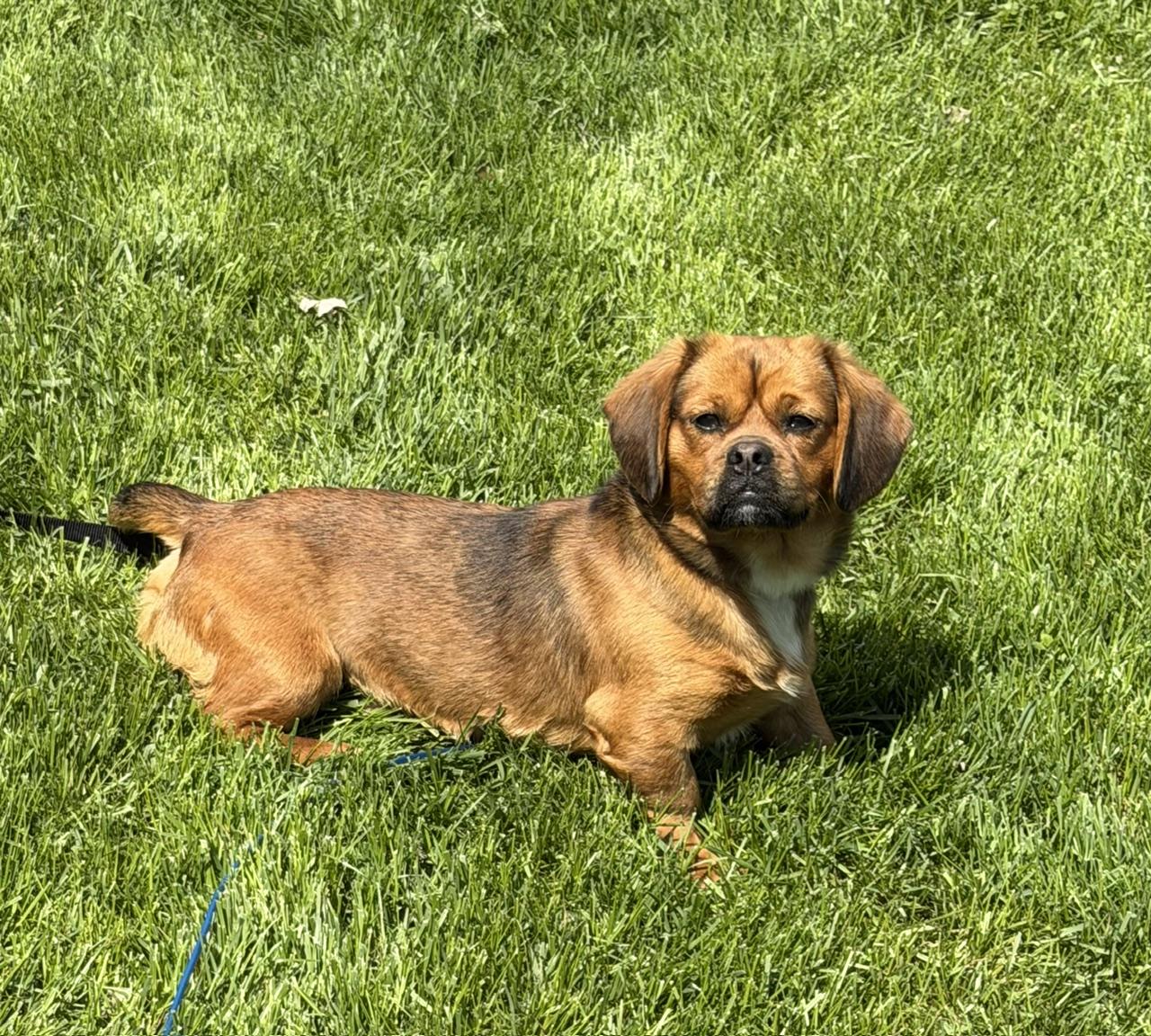 Enlarge Sausage, an adopted mixed breed in Lombard, IL image 2/5
