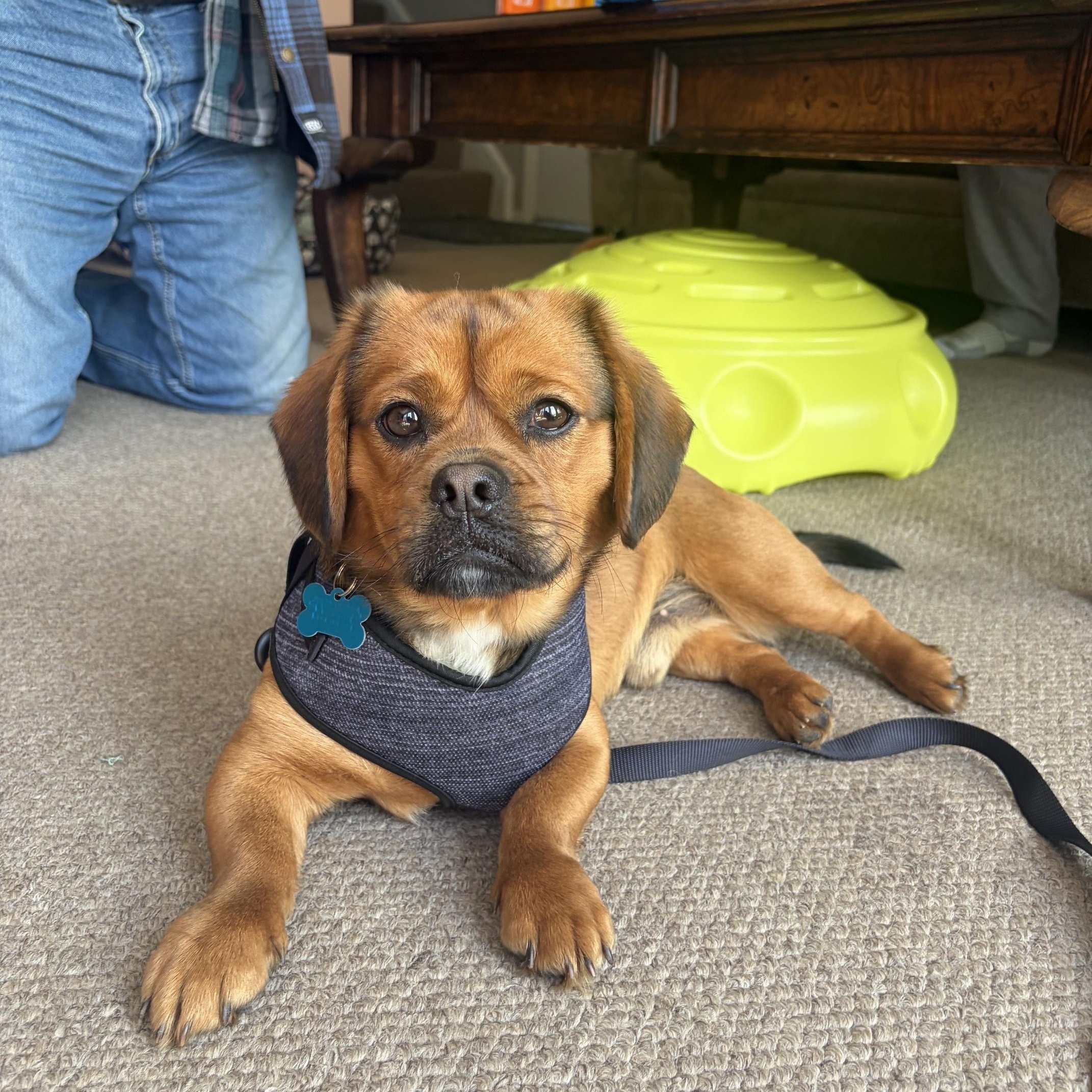 Enlarge Sausage, an adopted mixed breed in Lombard, IL image 3/5