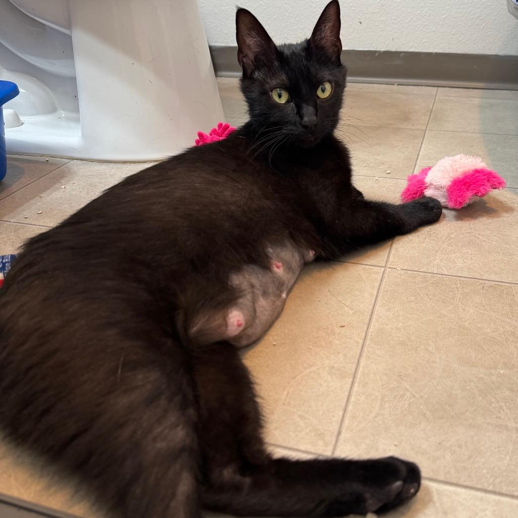 Raven, a Adoptable Domestic Short Hair in Keizer, OR image 1/4