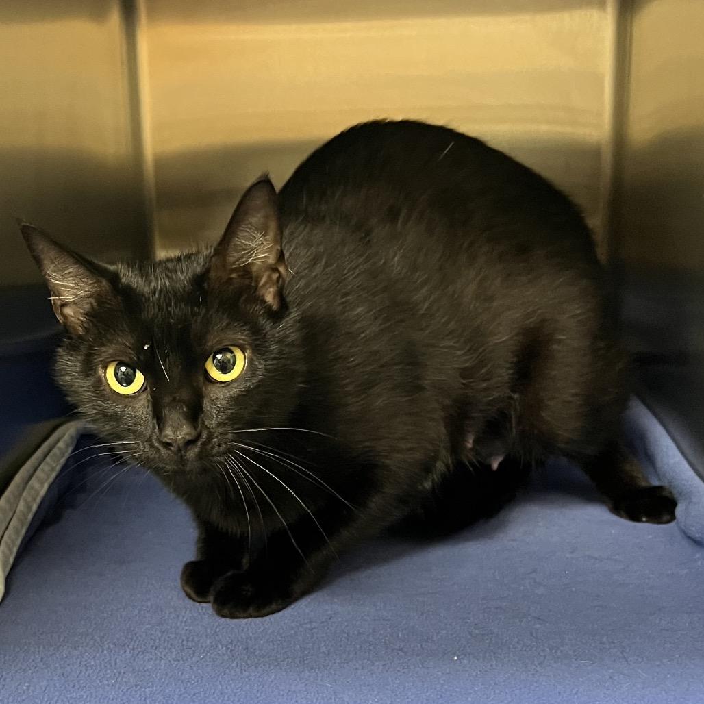 Raven, a Adoptable Domestic Short Hair in Keizer, OR image 2/4