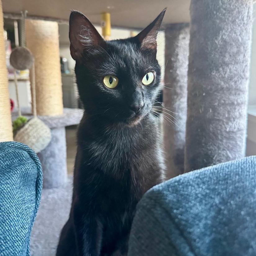 Raven, a Adoptable Domestic Short Hair in Keizer, OR image 3/4