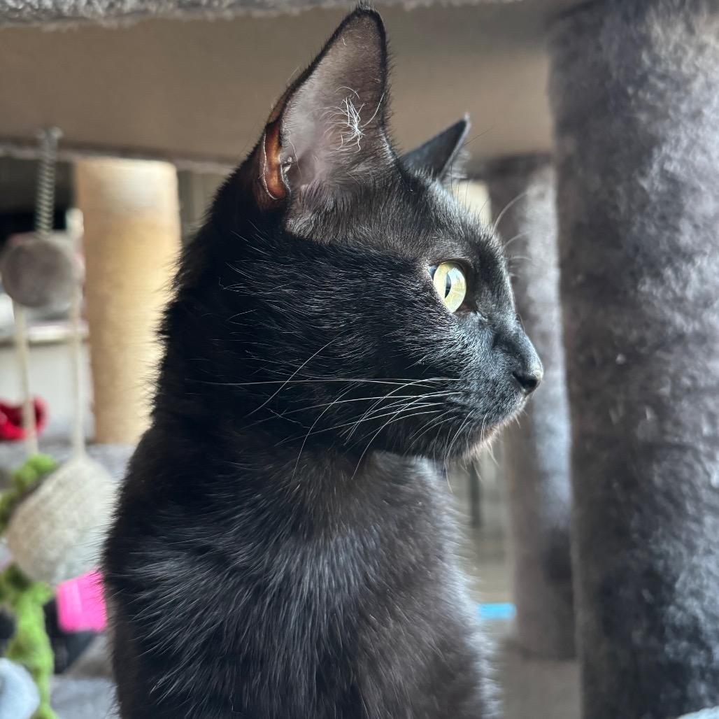 Raven, a Adoptable Domestic Short Hair in Keizer, OR image 4/4