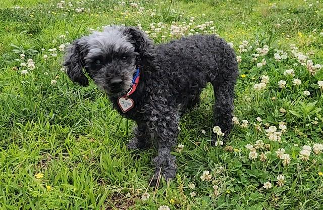 FATIMA, Adoptable, Senior Female Poodle.