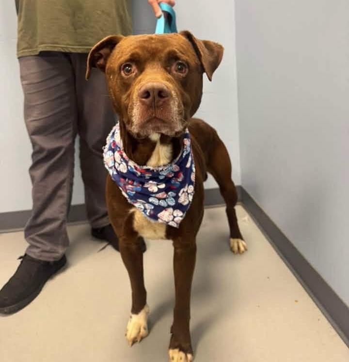 Enlarge Lil Duke, a ADOPTABLE mixed breed in Zanesville, OH image 2/2