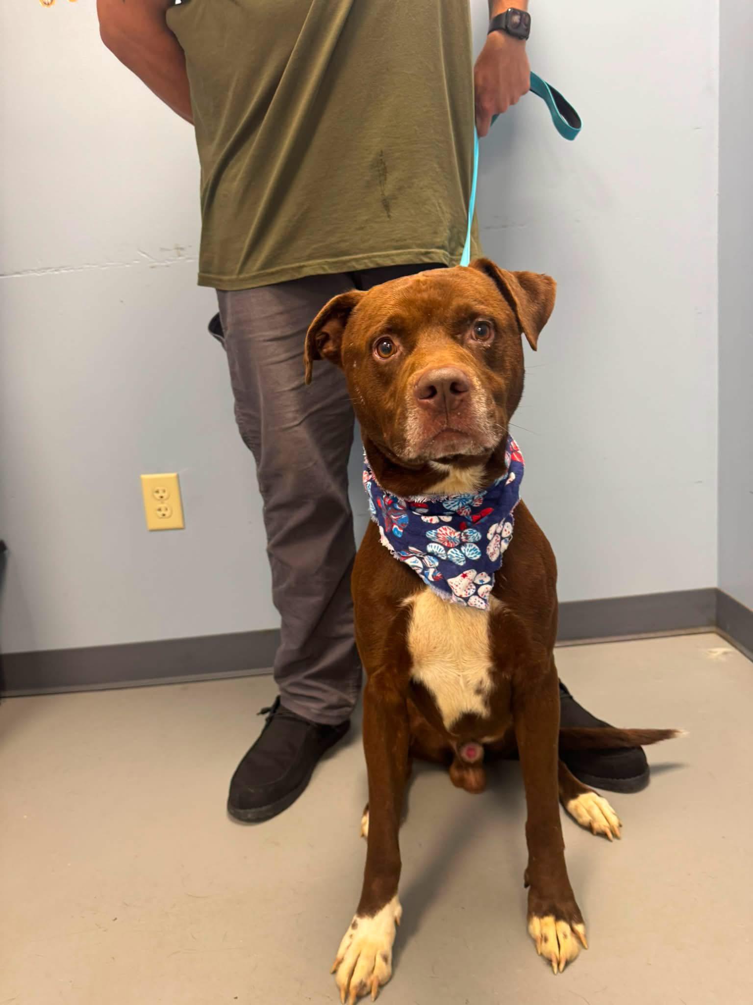 Enlarge Lil Duke, a ADOPTABLE mixed breed in Zanesville, OH image 1/2