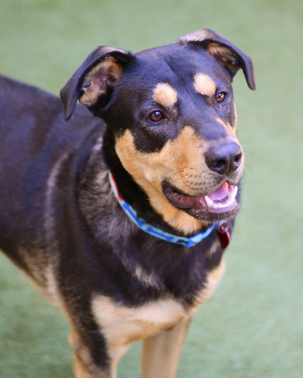 Enlarge Ralph, a Adoptable mixed breed in Novato, CA image 2/6