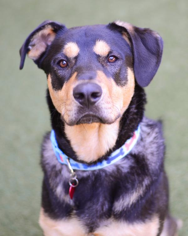 Enlarge Ralph, a Adoptable mixed breed in Novato, CA image 3/6