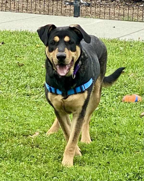 Enlarge Ralph, a Adoptable mixed breed in Novato, CA image 4/6