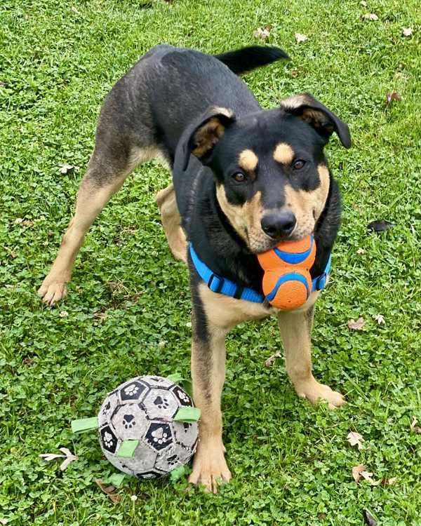 Enlarge Ralph, a Adoptable mixed breed in Novato, CA image 5/6