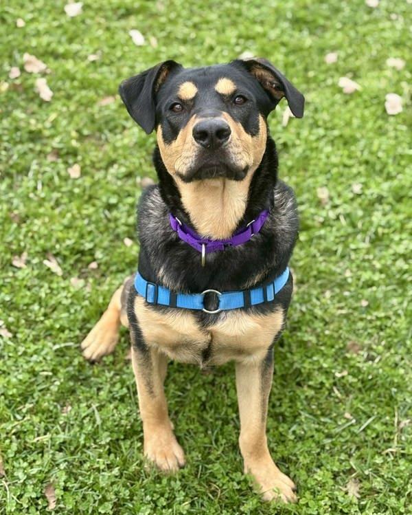 Enlarge Ralph, a Adoptable mixed breed in Novato, CA image 6/6
