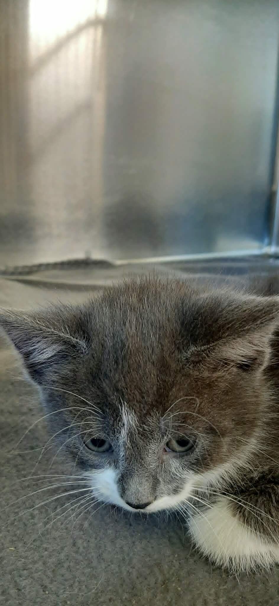 Susan, Adoptable, Kitten Female Domestic Short Hair & Domestic Short Hair.