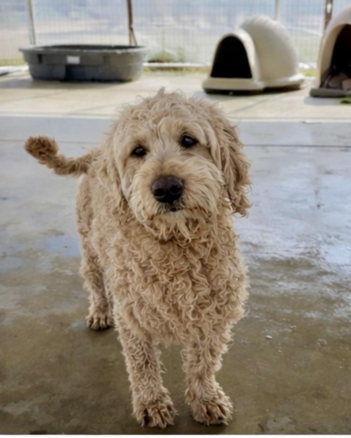 Enlarge Janis, a ADOPTABLE mixed breed in Littlerock, CA image 1/2