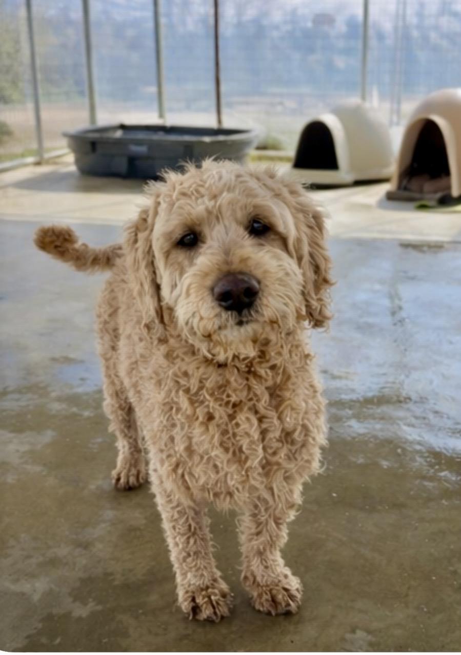 Enlarge Janis, a ADOPTABLE mixed breed in Littlerock, CA image 2/2