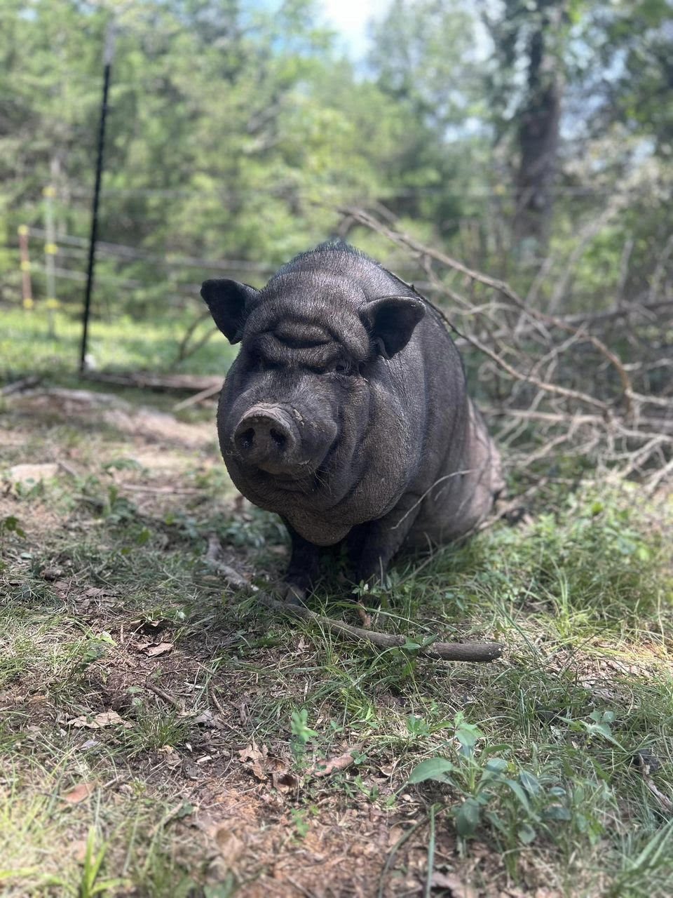 Ernie, Adult Male unknown