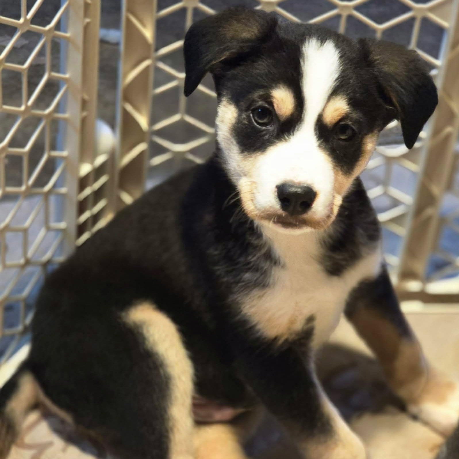 Enlarge Silas, a ADOPTABLE Mixed Breed in Kenosha, WI image 3/3