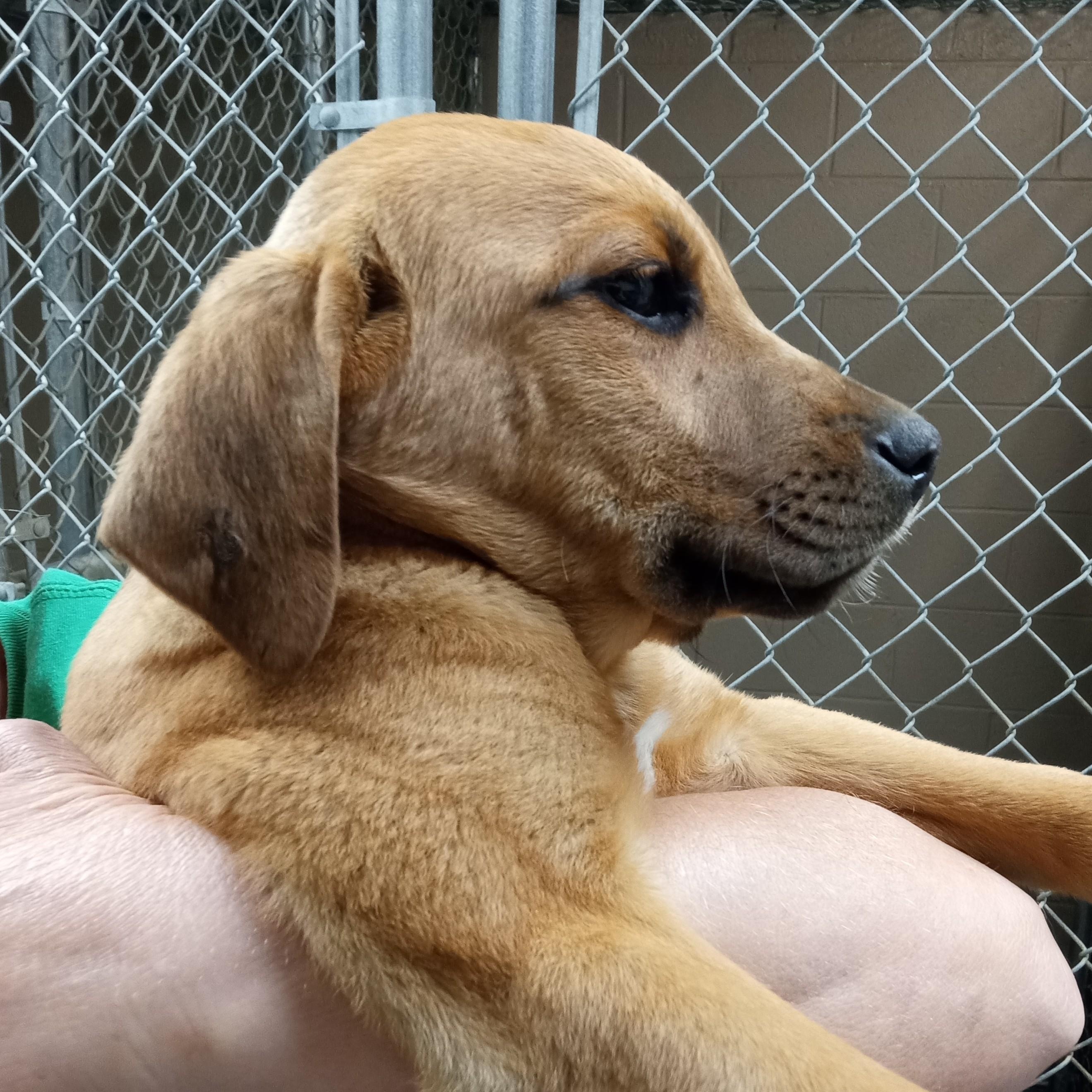 Enlarge Elmo, an adopted mixed breed in Maynardville, TN image 1/1