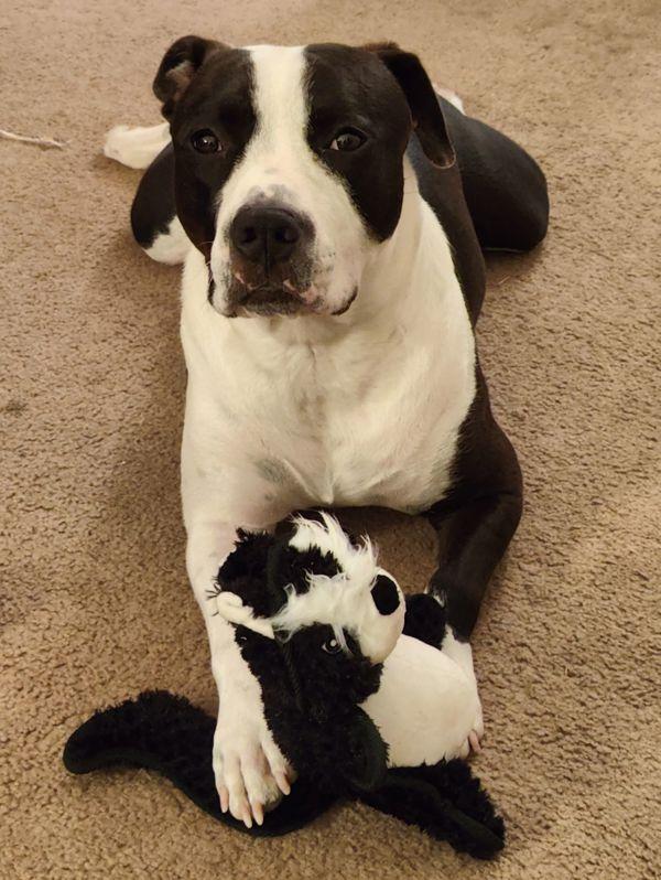 Simon, a Adoptable mixed breed in Vallejo, CA image 2/6