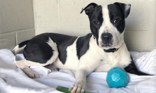 Enlarge Simon, a Adoptable mixed breed in Vallejo, CA image 1/6