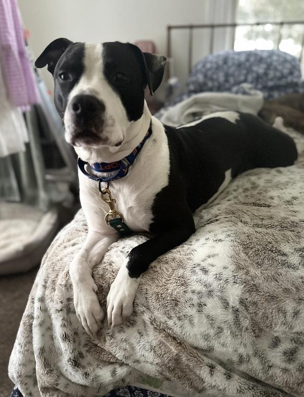 Enlarge Simon, a Adoptable mixed breed in Vallejo, CA image 3/6