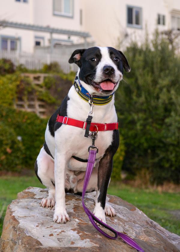 Enlarge Simon, a Adoptable mixed breed in Vallejo, CA image 4/6