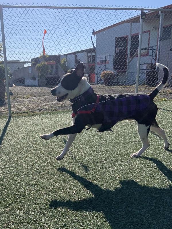Enlarge Simon, a Adoptable mixed breed in Vallejo, CA image 5/6