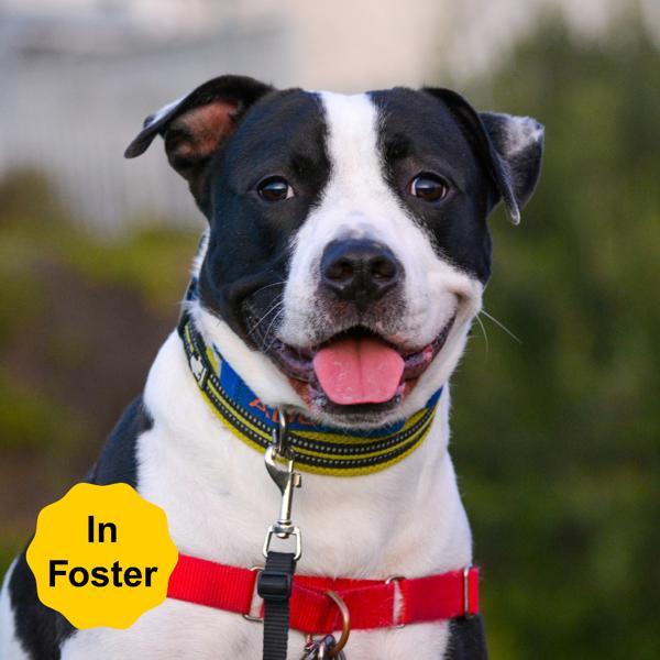 Simon, a Adoptable mixed breed in Vallejo, CA image 6/6