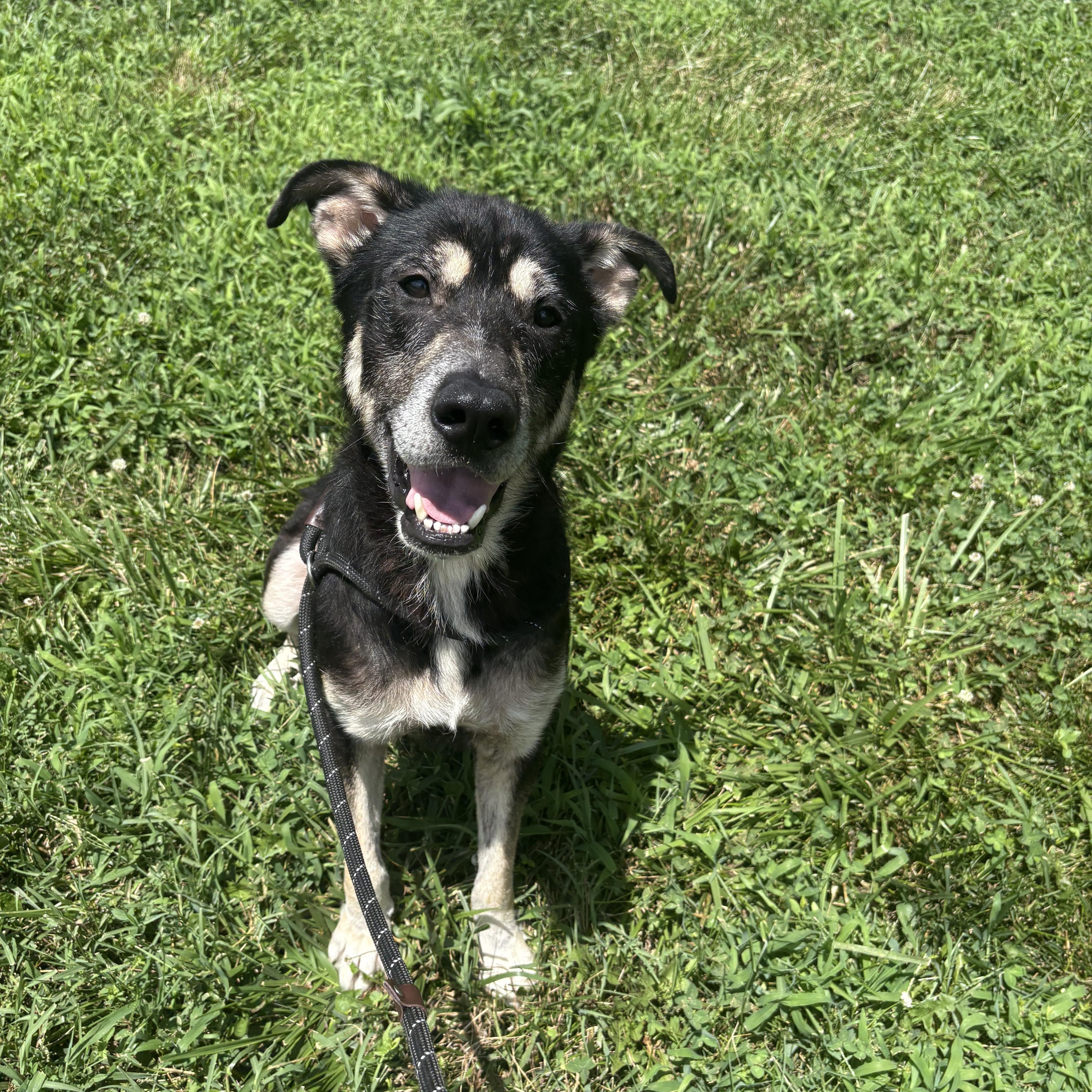 Enlarge Polo, a ADOPTABLE mixed breed in Blue Springs, MO image 1/1