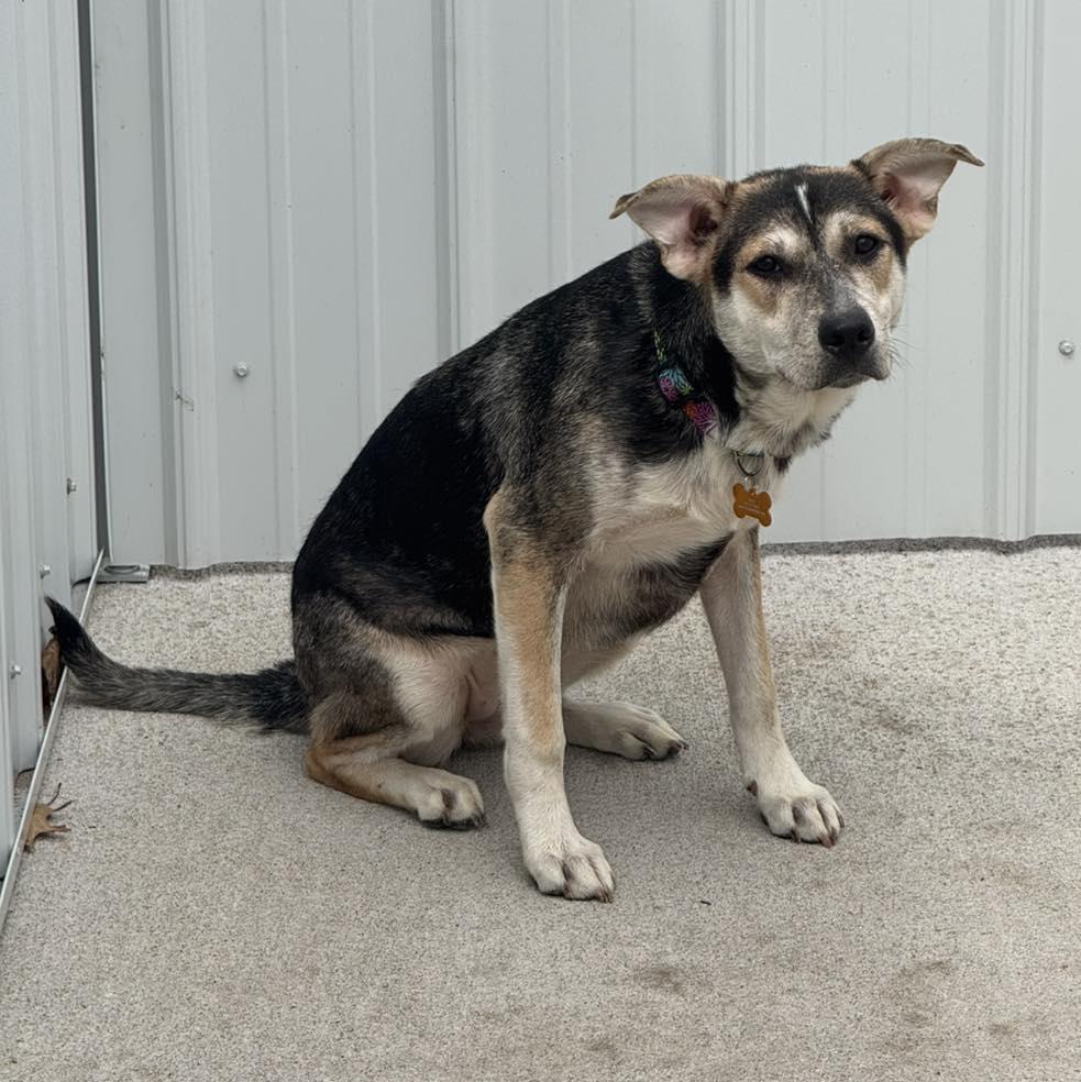 Enlarge Cheeks, a Adoptable Mixed Breed in Davenport, IA image 1/1