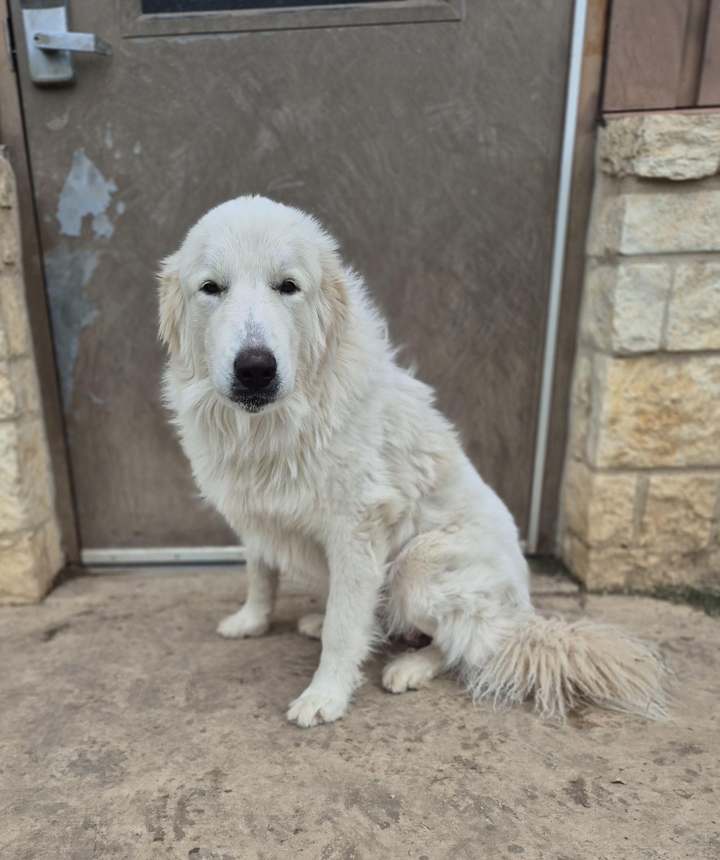 Kyle, an adopted Great Pyrenees in Schertz, TX image 4/4