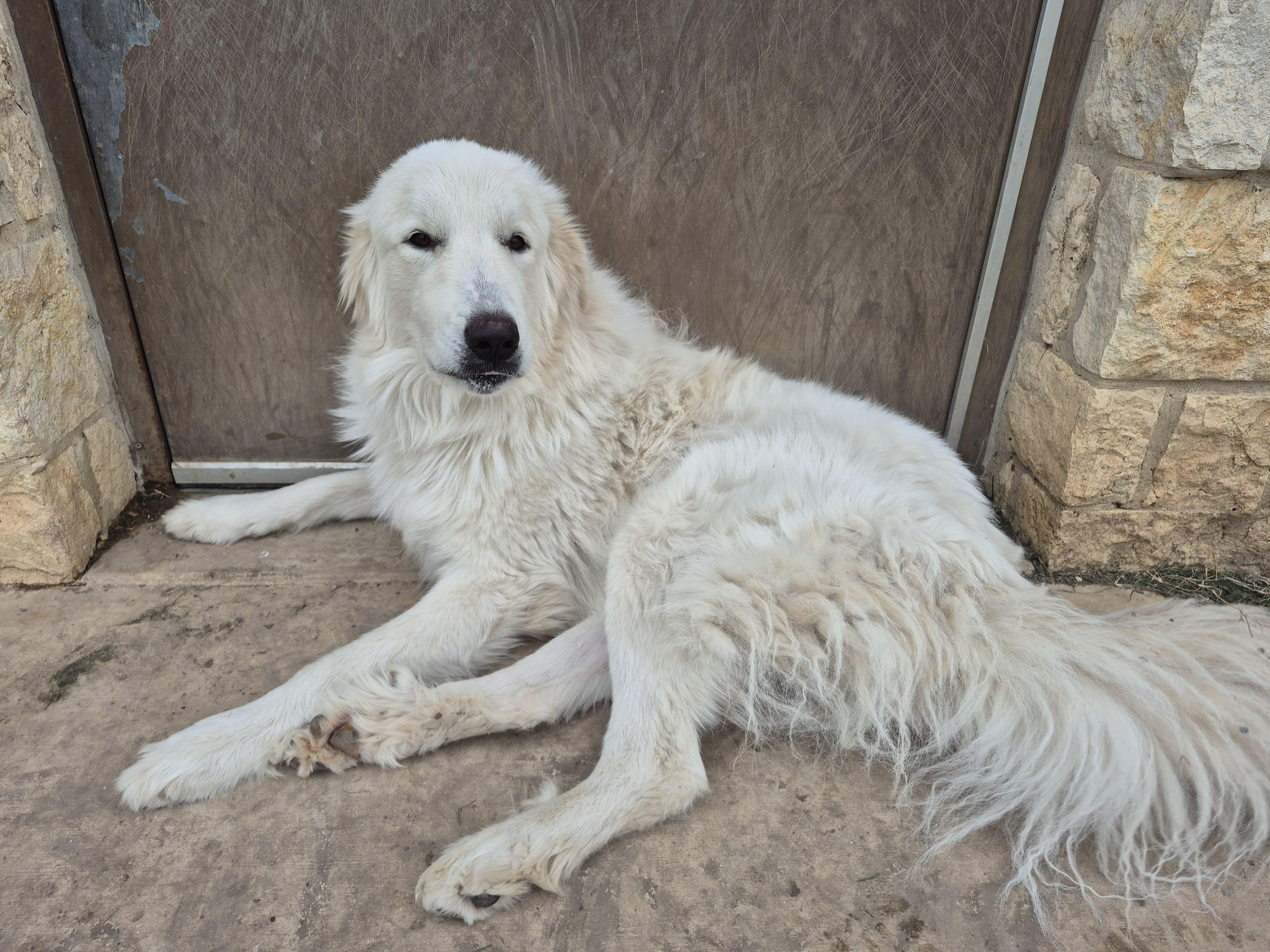 Kyle, an adopted Great Pyrenees in Schertz, TX image 2/4