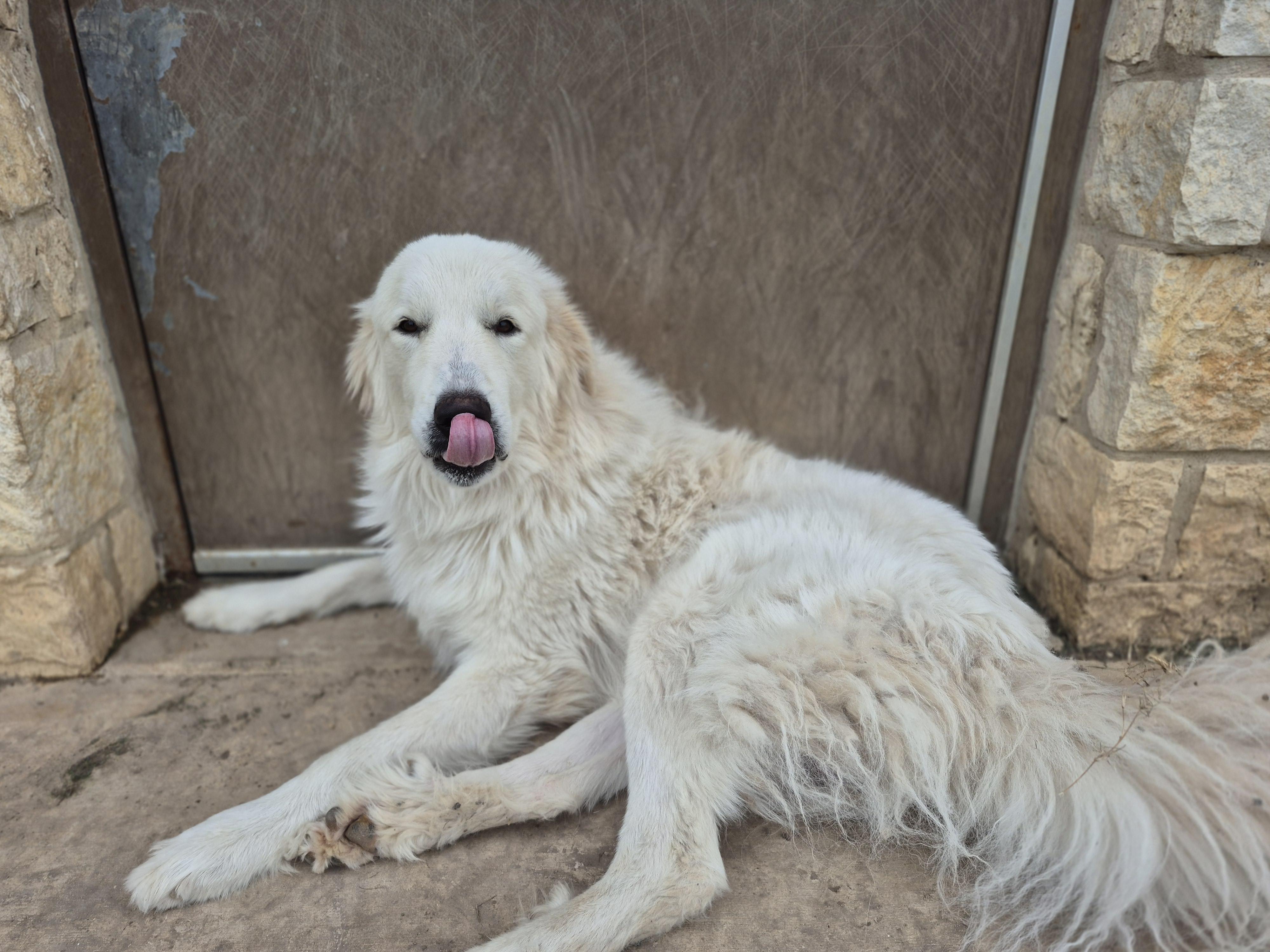 Kyle, an adopted Great Pyrenees in Schertz, TX image 3/4