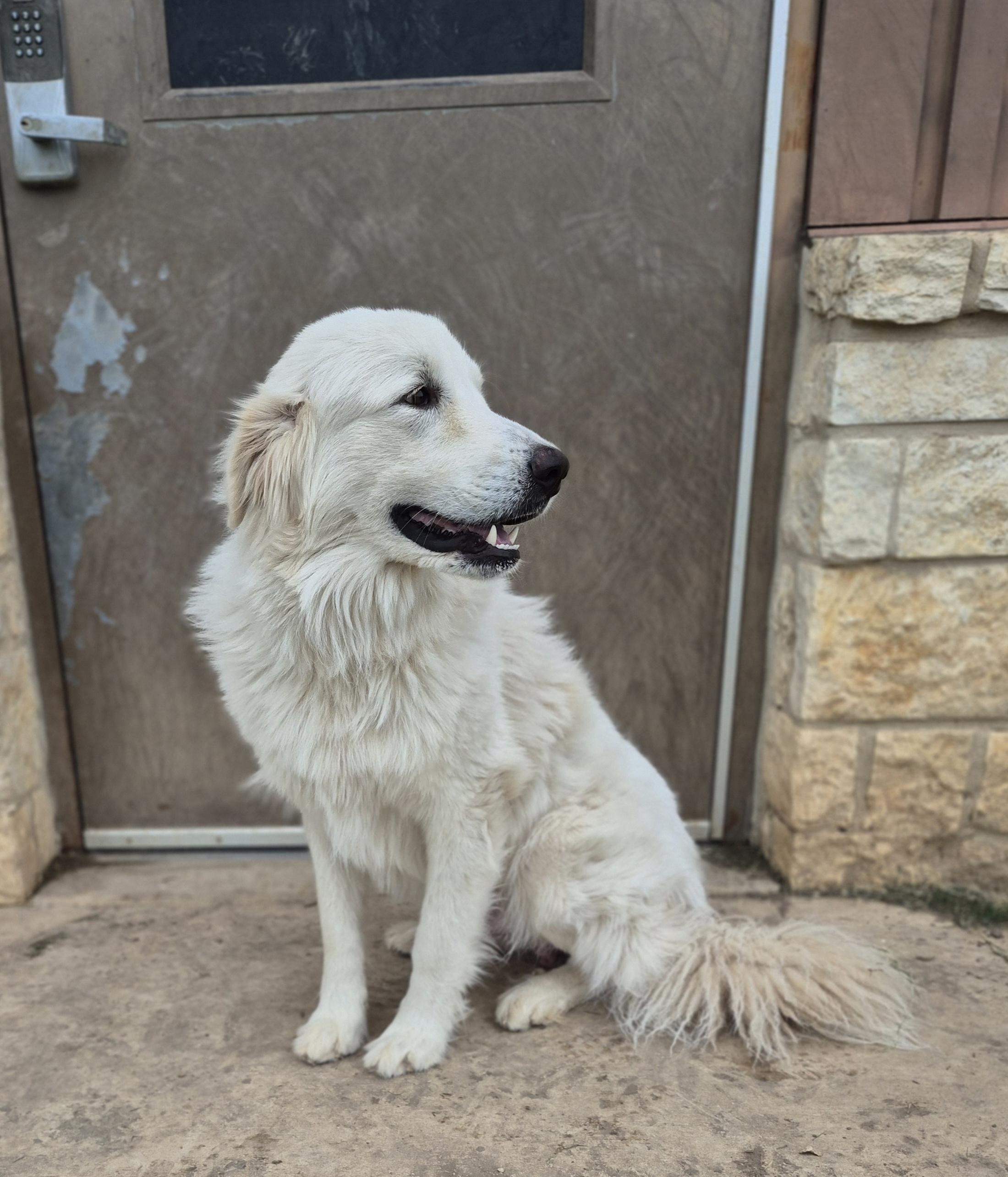 Kyle, adopted, Adult Male Great Pyrenees.