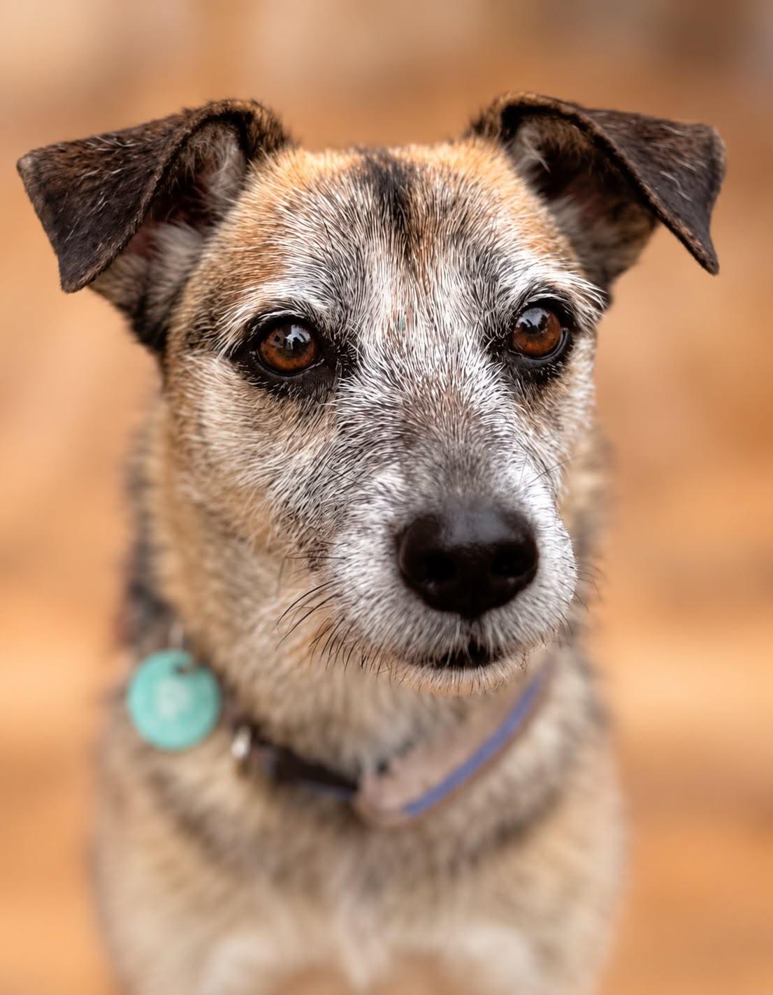 Muri, Adoptable, Adult Female Border Terrier & Portuguese Podengo.