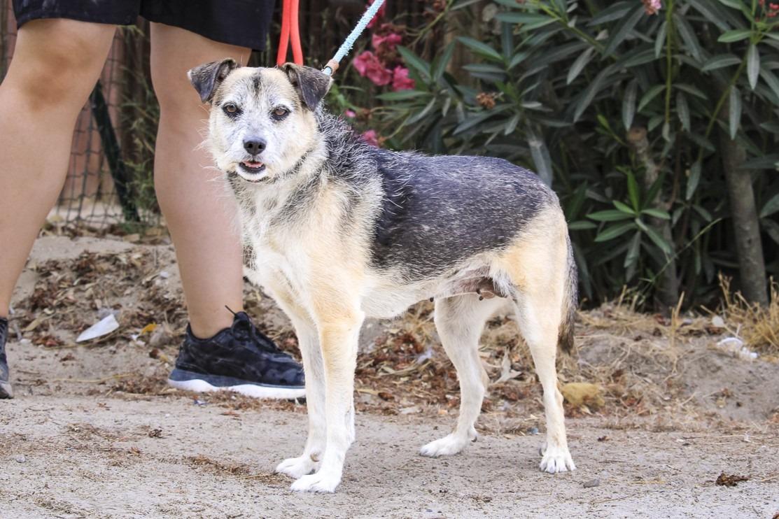 Enlarge Muri, a Adoptable mixed breed in Erin, ON image 2/5