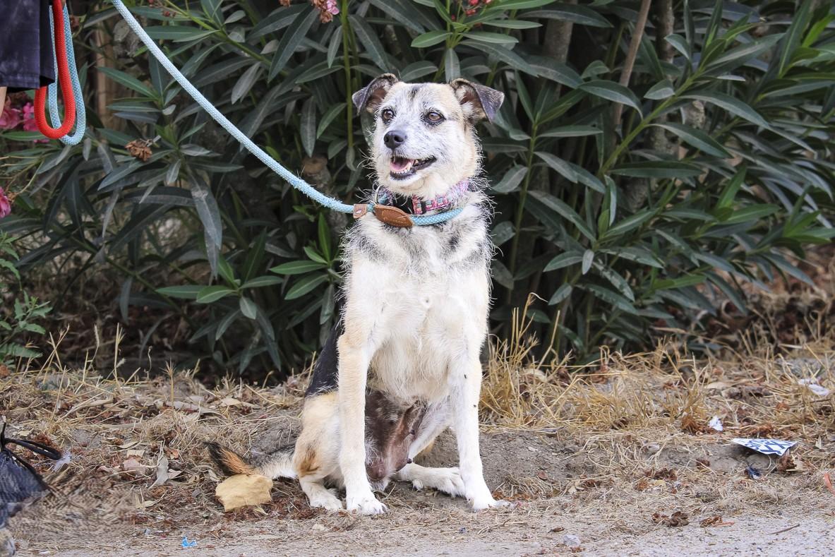 Enlarge Muri, a Adoptable mixed breed in Erin, ON image 3/5