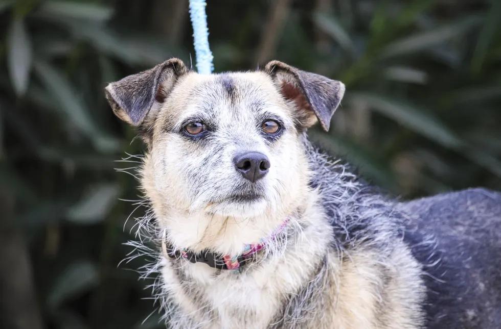 Enlarge Muri, a Adoptable mixed breed in Erin, ON image 4/5