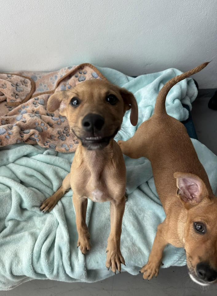 Enlarge Maple, a ADOPTABLE mixed breed in Nanuet, NY image 5/6