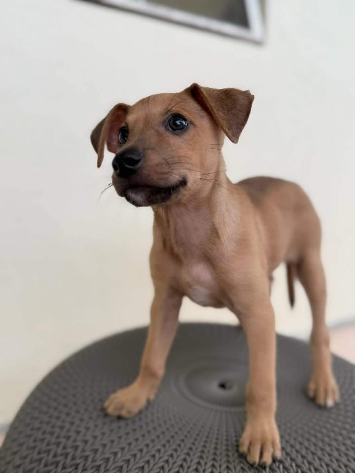 Enlarge Maple, a ADOPTABLE mixed breed in Nanuet, NY image 6/6