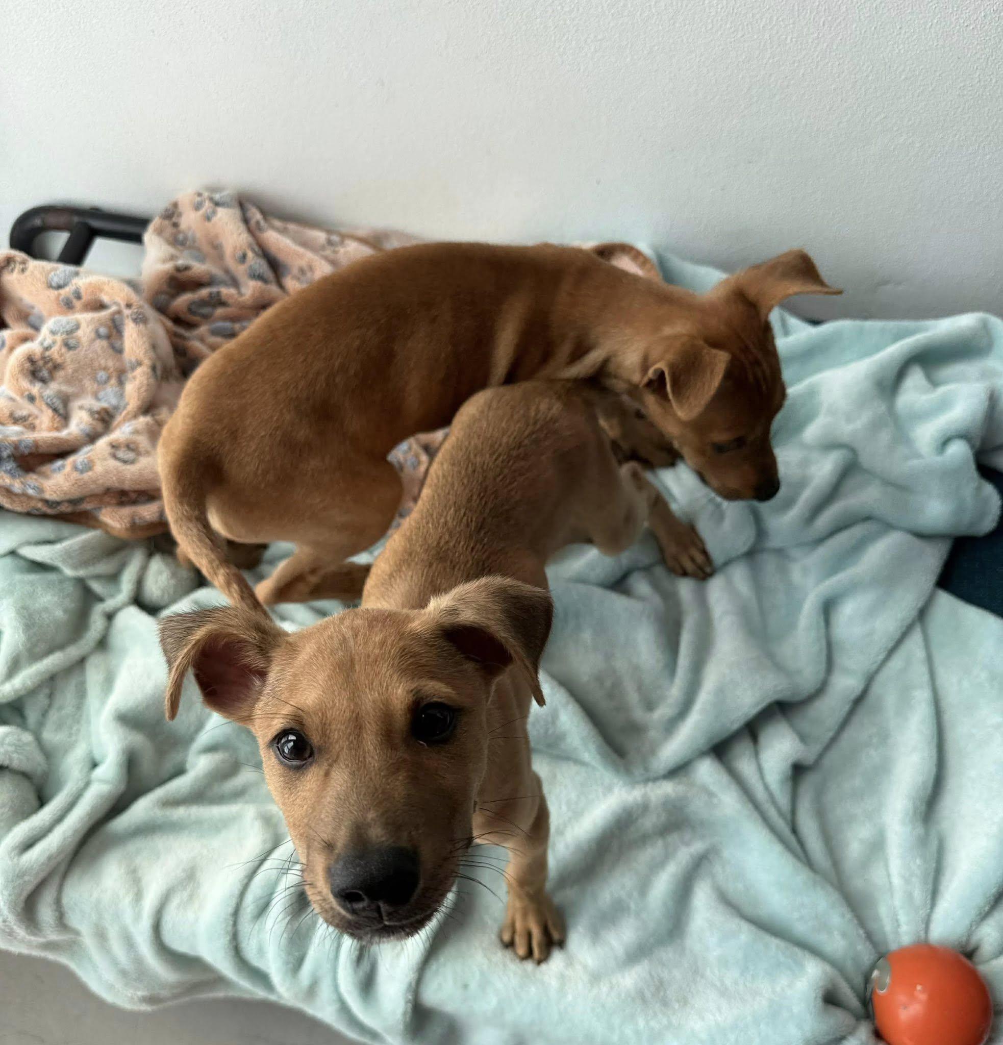 Enlarge Maple, a ADOPTABLE mixed breed in Nanuet, NY image 4/6