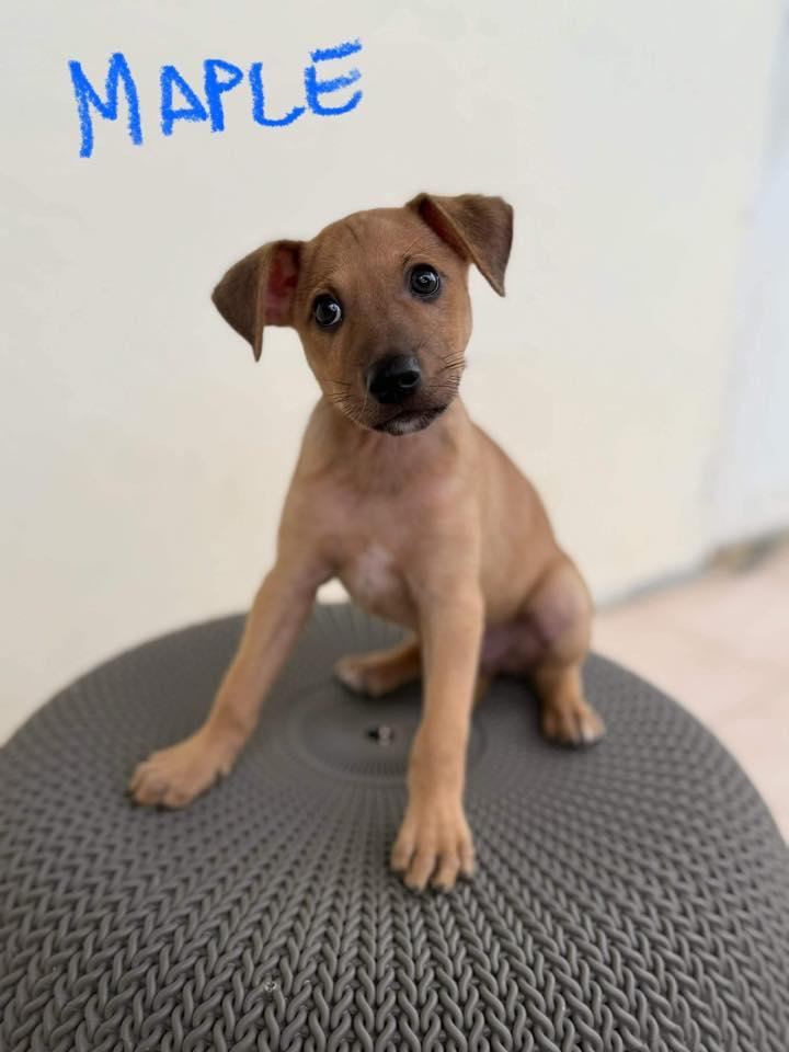 Maple, ADOPTABLE, Puppy Male Labrador Retriever & Mixed Breed.
